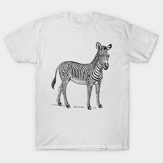 Zebra Rustic T-Shirt by MineLabel